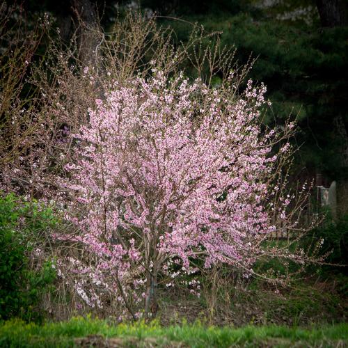 cherry blossoms for your heart