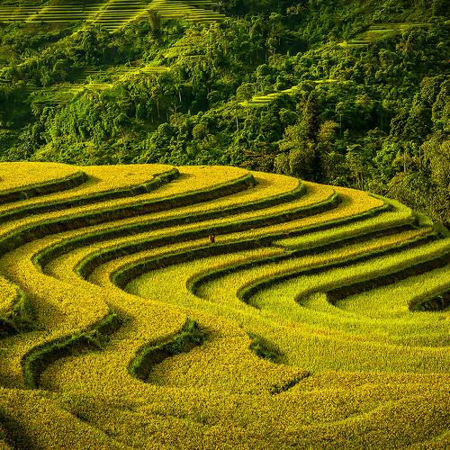 Harvest Season