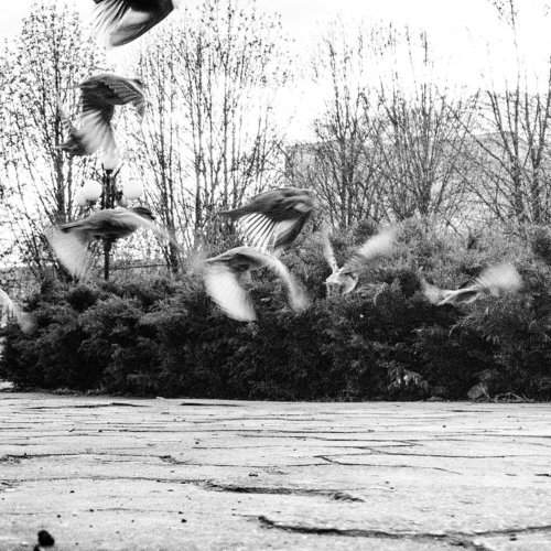 Sparrows