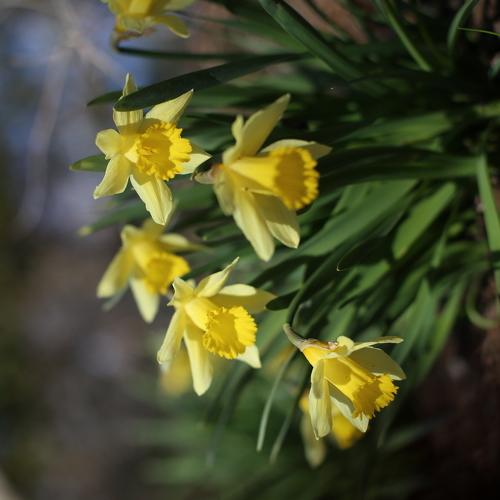 Blooms