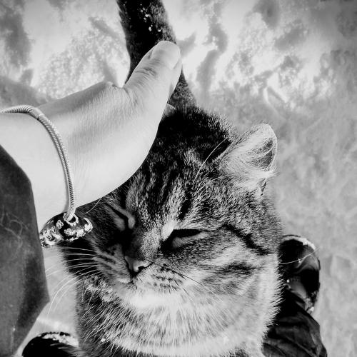 My tender cat