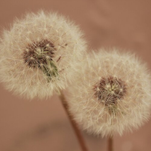 Photo #1733533