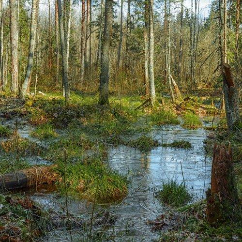Морозное утро