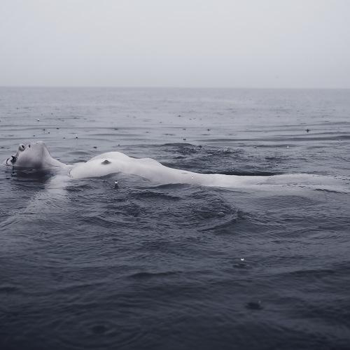 Sea