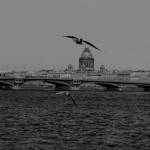 Исаакий под крылом