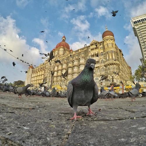 Bug's eye view