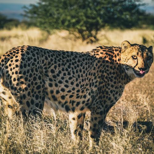 Wild cheetah in Namibia