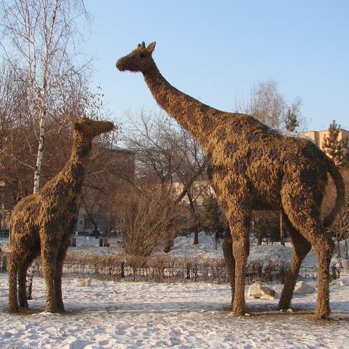 Жирафы на прогулке