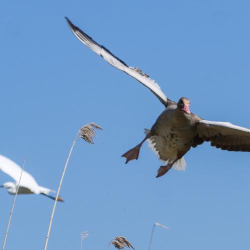 Fly High in the Sky