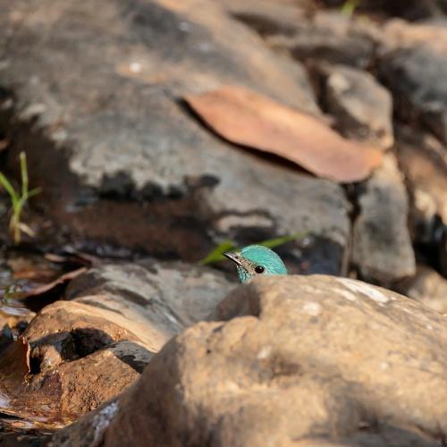 Hide and seek with Verditer Flycatcher