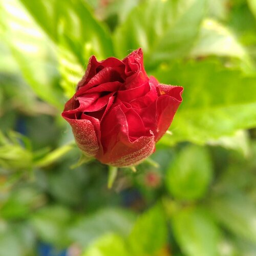 Smiling faces of Flower
