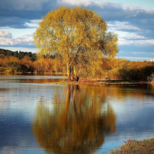 tree in a water