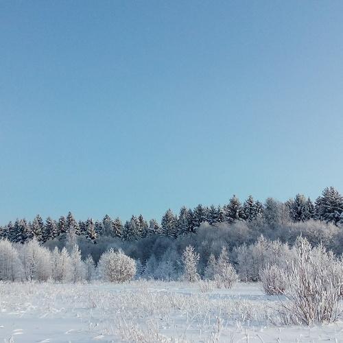 Зимний лес