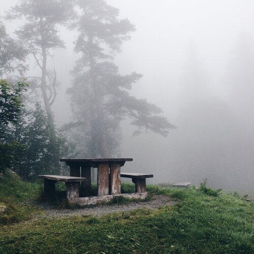 Norway forest