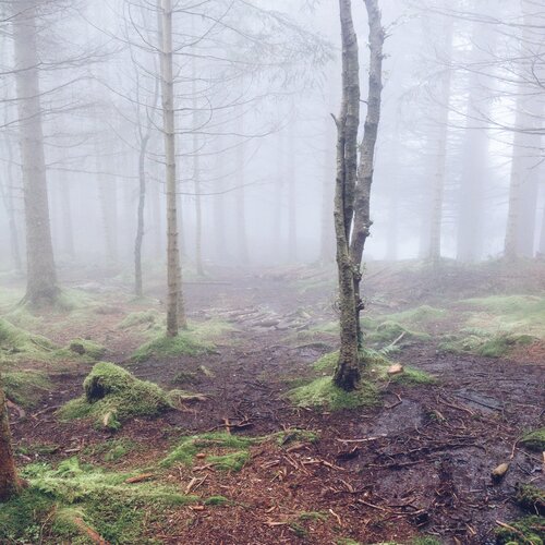 Norway forest