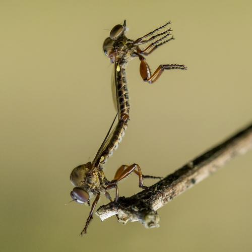 Mini Robber fly Falling In Love