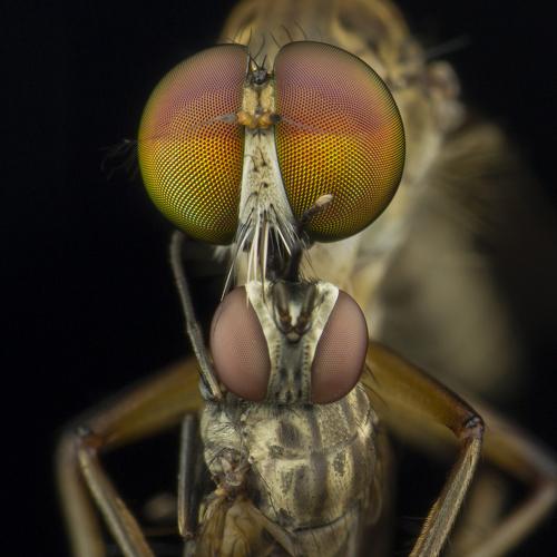 Robberfly with Big Meal