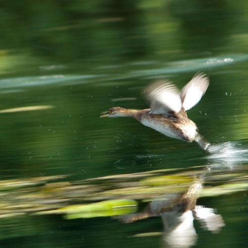 Take off.....!