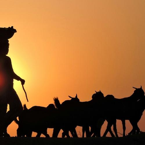 The Girl & her livestock...( A Glimpse of Rural India )