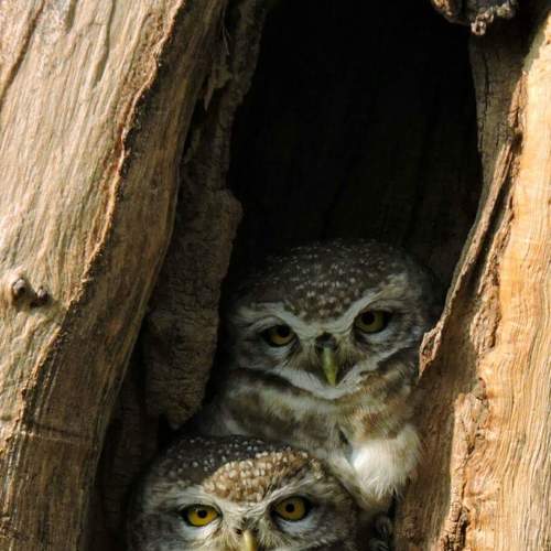 Two to Tango