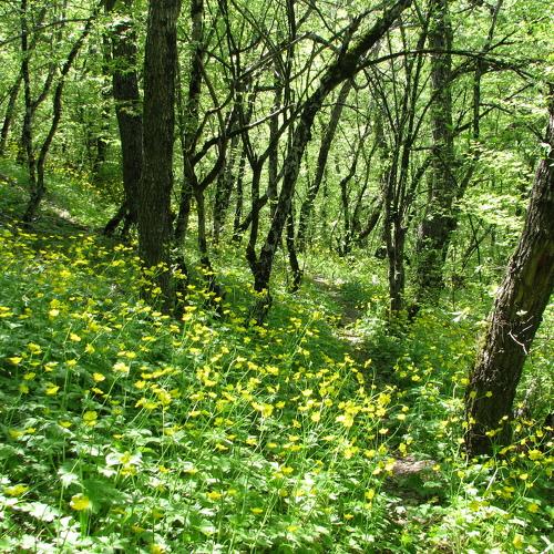 Лесные цветы
