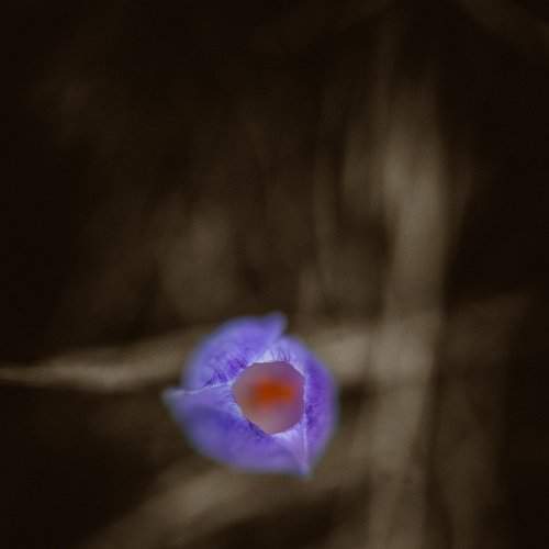 Hugging a Flower