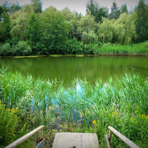 В тихом омуте