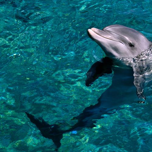 Dolphin.