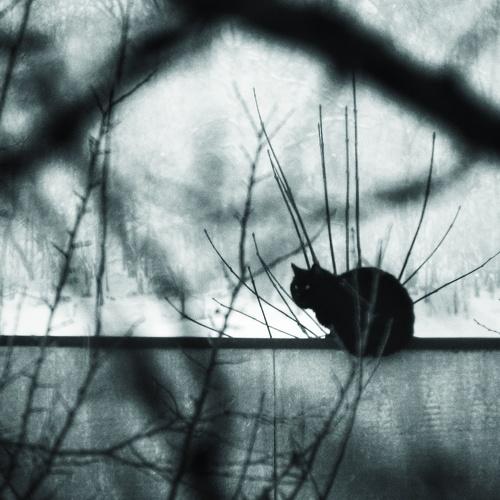 Cat. Cold.