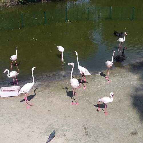 Красивые птицы