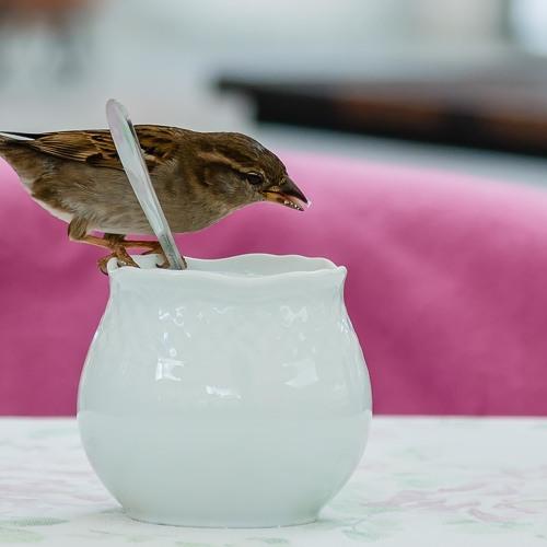 Wild side loves sugar!