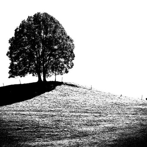 The Tree on The Hill