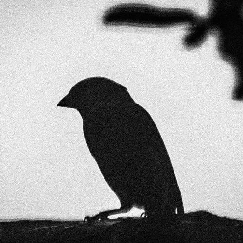Bird Shadows