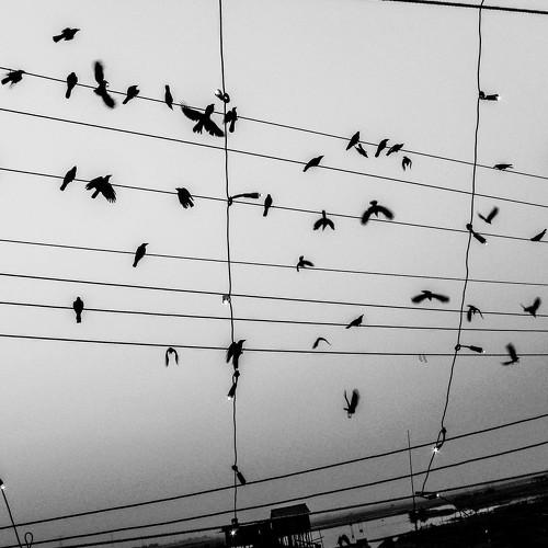 Lots of Bird