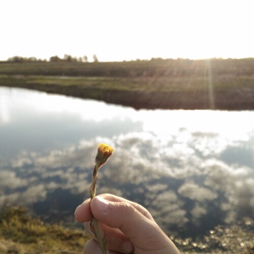 a flower
