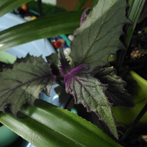 leaves