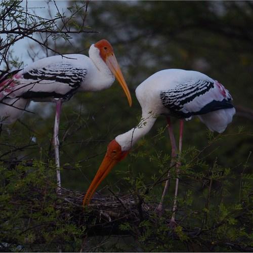 Painted stork