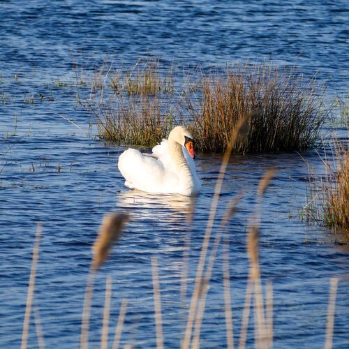Background Swan