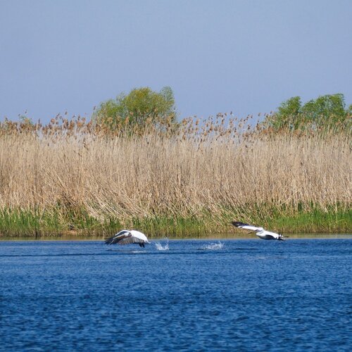 Pelicans taking off