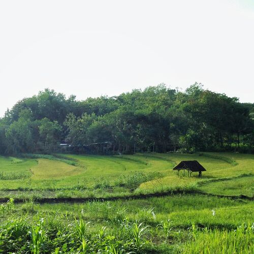 One Paddy Field