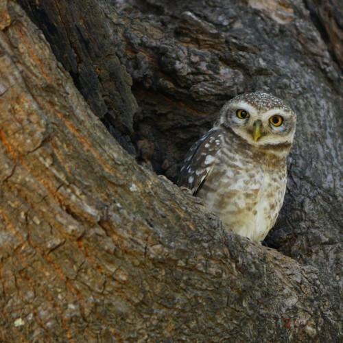 Spotted owlet