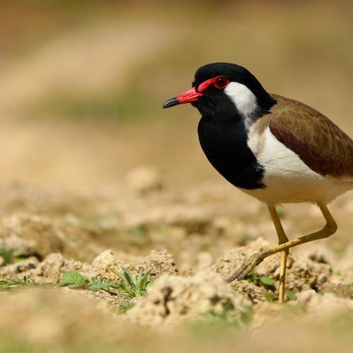 Red wattled Lapwing