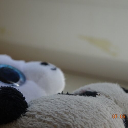 teddy love story
