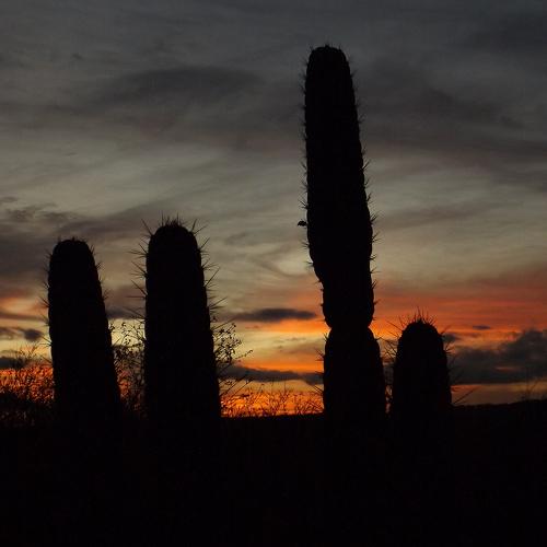 Cactus mandacarú