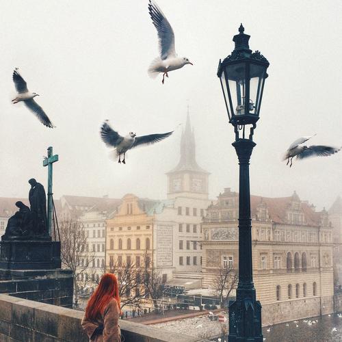 birds in Prague