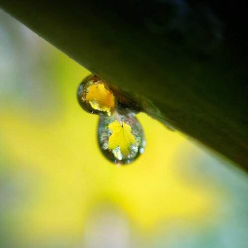 Water drop