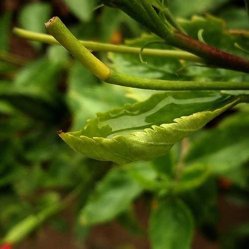 nurtured_nature