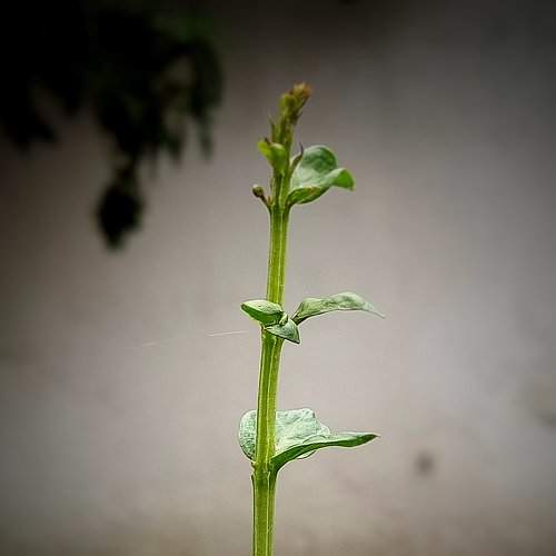 nurtured_nature02
