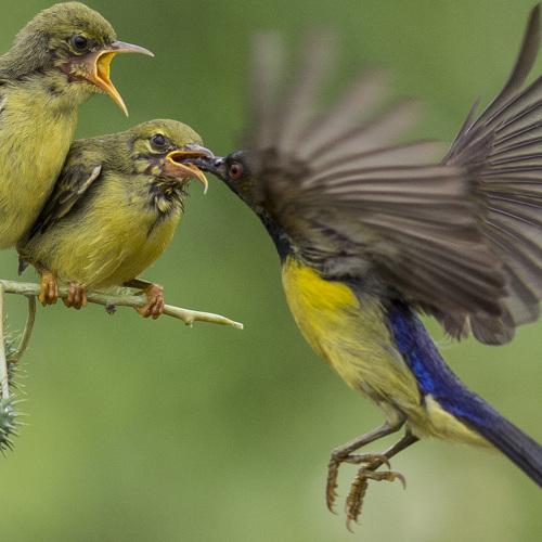 Mother's Love