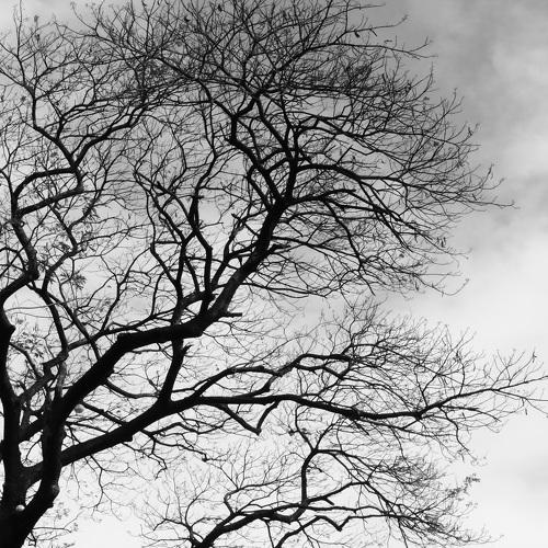 Dead Tree